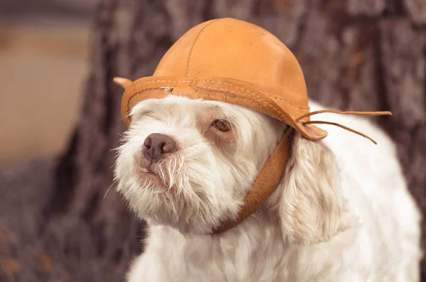 Vit hund med en läderhatt med natur bakgrund — Stockfoto