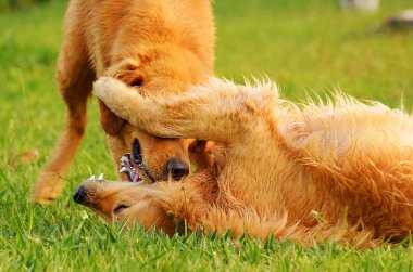 iki köpek çim üzerinde oynama
