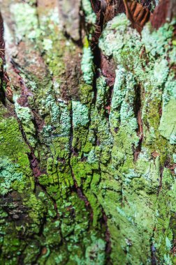 Ağaç kabuğu çürüyen tarafından yeşil yosun kaplı
