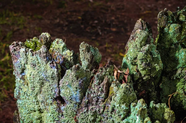 Decomposing tree trunk with bark covered by green moss