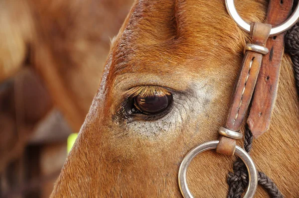 Закройте глаза коричневой лошади — стоковое фото
