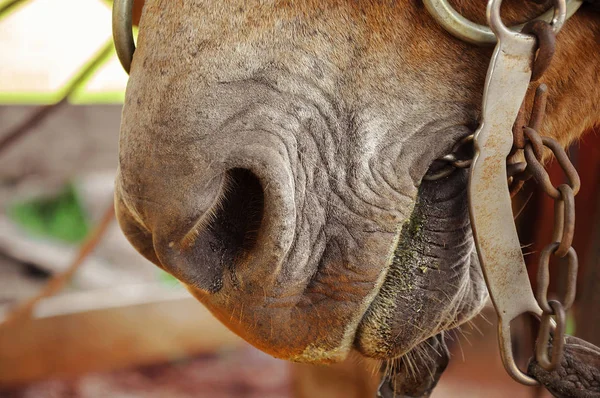 Закрыть рот коричневой лошади — стоковое фото