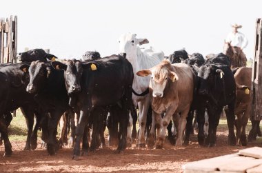 Sığır: yavrular sütten sonra ağıl girme