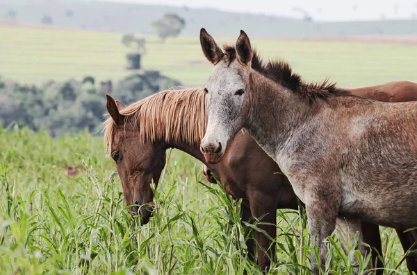 Animales de granja: Un burro y un caballo en un pasto de una granja —  Fotos de Stock