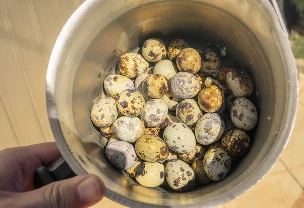 Перепелиные яйца на сковороде после приготовления — стоковое фото