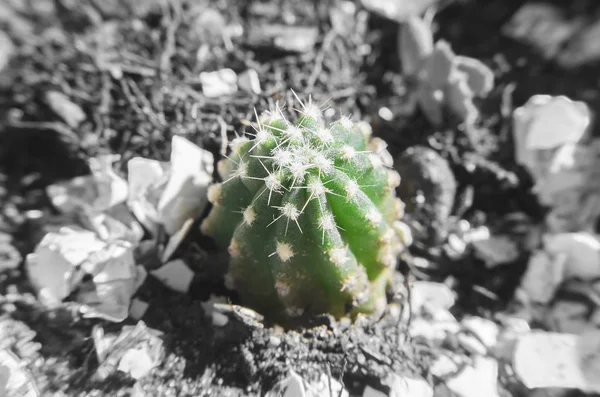 Creciendo pequeños cactus verdes con algunas espinas —  Fotos de Stock