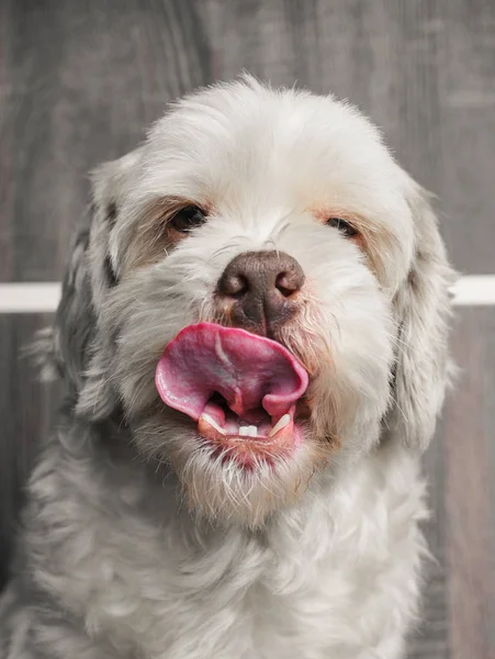 Portrait of a white Lhasa apso dog with tongue out