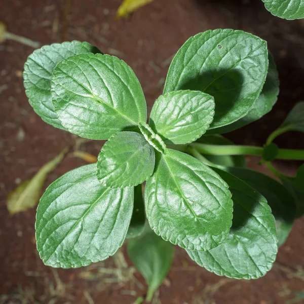 Planta verde chamada Boldo da Terra — Fotografia de Stock