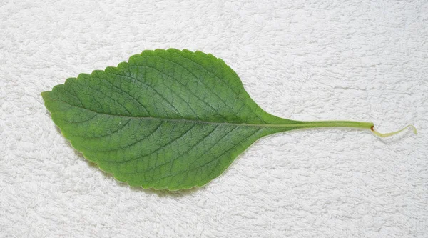 Folha de Boldo de uma planta chamada Boldo da Terra — Fotografia de Stock