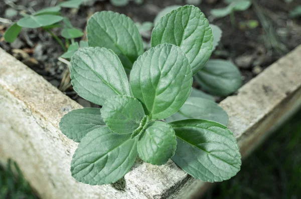 Green plant named Boldo da Terra planted in a vase — Stock Photo, Image