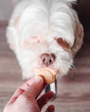 Beyaz bir lhasa apso veren sahibi bir lezzetli, saldırgan köpek