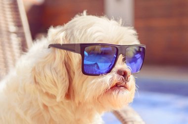 Mavi güneş gözlüğü takıyor ve güneşlenmek alarak lhasa apso köpek