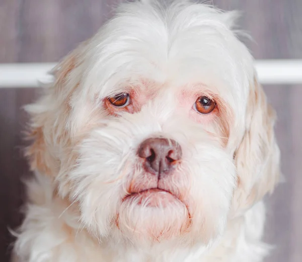 Ciddi ya da üzgün ifade ile beyaz köpek.