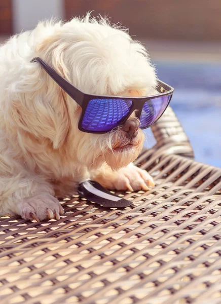 Lhasa apso cão tomando banho de sol e vestindo óculos azuis — Fotografia de Stock