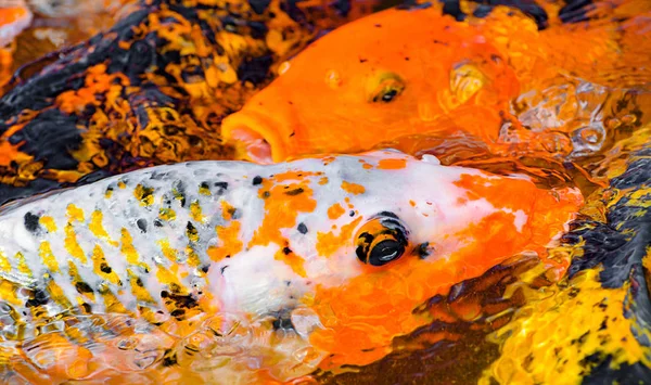 Κυπρίνος με μαύρο και πορτοκάλι εκρήξεις και μερικές πορτοκαλί γριβάδια σε backg — Φωτογραφία Αρχείου