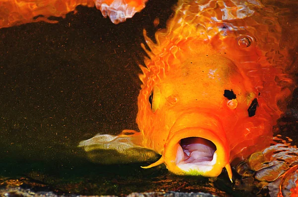 Carpa laranja com a boca aberta ao lado do musgo verde do lago r — Fotografia de Stock