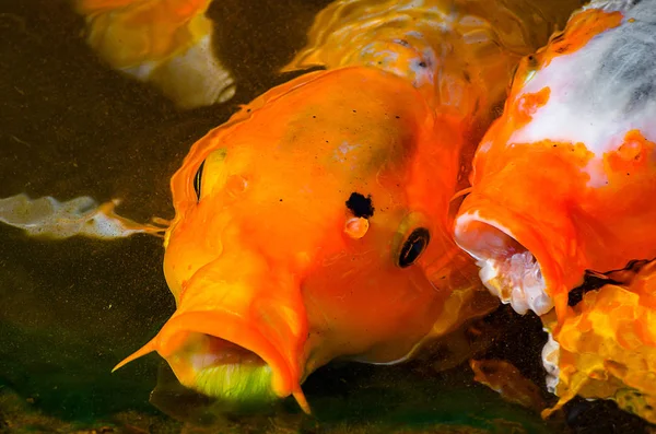 Carpa naranja con la boca abierta chupando el musgo verde del lago r —  Fotos de Stock