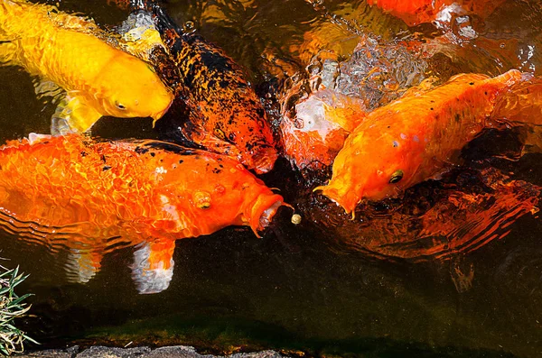 鲤科鱼类尝试吃口粮在水面上的小球 — 图库照片