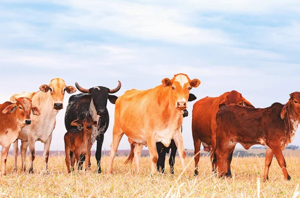 Rebaño con vacas y terneros en el pasto de una granja —  Fotos de Stock