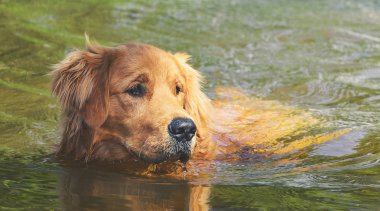 Golden Retriever köpek yüzme Gölün suları ıslak