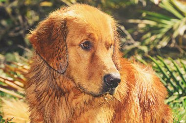 Islak Golden Retriever köpek üzgün ve endişeli bir görünüm ile