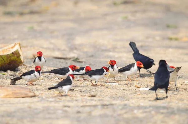 Csoport-Cavalaria madarak is ismert, mint a Cardeal csinál Pantanal — Stock Fotó