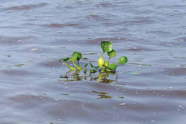 Aguape. grüne Wasserpflanze, die über dem Flusswasser schwimmt — Stockfoto