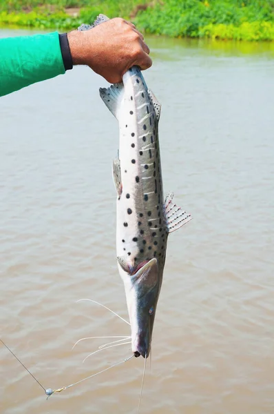 Hands of a fisherman holding a Pintado, leather fish with black — Stock Photo, Image