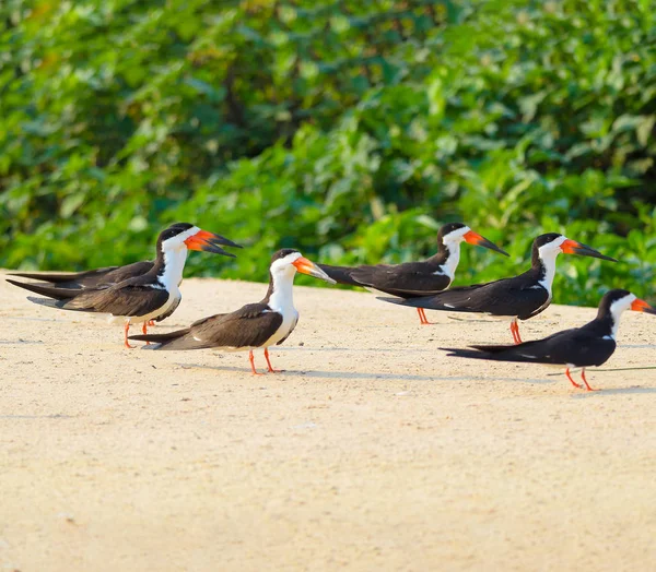 Grupo de pássaros Skimmer pretos em um banco de areia nas margens de um — Fotografia de Stock