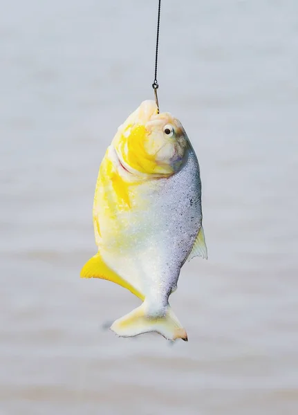 Piranha enganchado pendurado por gancho na linha de pesca — Fotografia de Stock