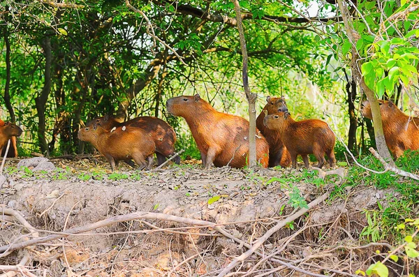 Pantanal, Brezilya bir ormanda vahşi capybarası grubu — Stok fotoğraf