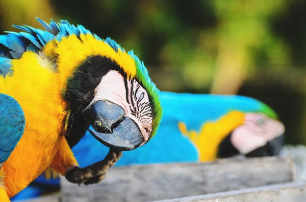 Modrá a žlutá macaw známé jako Arara-caninde v Brazílii — Stock fotografie