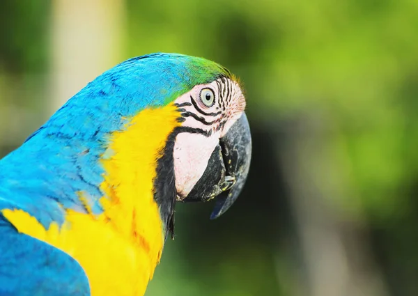Modrá a žlutá macaw známé jako Arara-caninde v Brazílii — Stock fotografie