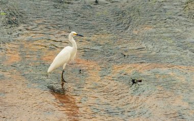 Pantanal Br içinde sulak bir gölde su beyaz ak balıkçıl