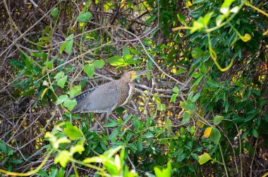 Tigrisoma lineatum kuş, olarak da bilinen Soco-boi Brezilya