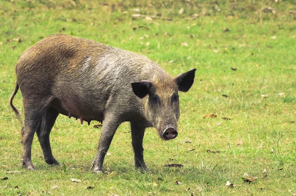 Babi liar kotor di rumput hijau Pantanal di Brazil — Stok Foto