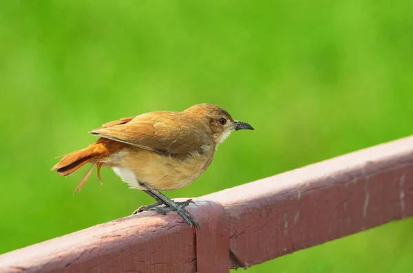 Joao-de-barro oiseau sur une clôture avec un beau vert flou b — Photo