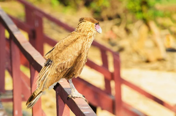 A kerítés könnyű barna tollal Hawk karakara — Stock Fotó