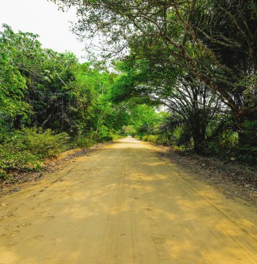 Estrada Parque bilinen orman çevrili patikadan mı Pa