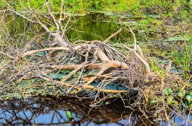 Su dolu bir bölge suları üzerinde kuru dalları ile düşmüş ağaç