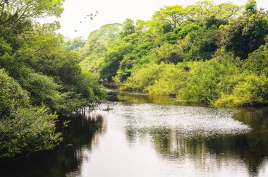 Yeşil bitki örtüsü orman tarafından çevrili bir nehir manzara