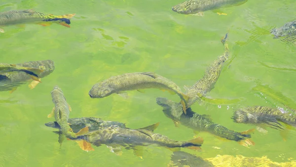 Peixes Piraputanga nadando na água do rio Formoso em Bon — Fotografia de Stock