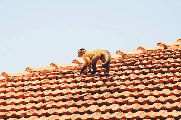 Small monkey walking on a roof of a house