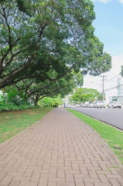 Sidewalk on Afonso Pena avenue with large trees around and the s — Stock Photo, Image