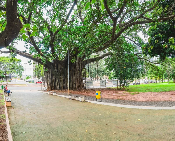 Centennial tree on the Praca do Radio Clube square on the main a — Stock Photo, Image