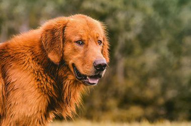 Bir Golden Retriever niteliğine portresi.