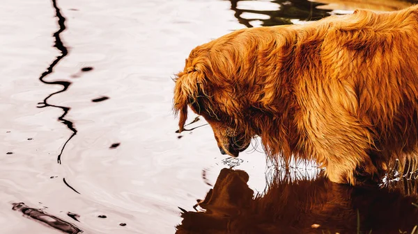 Golden Retriever dog looking down on the water searching for som