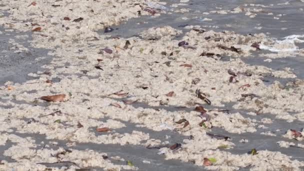 Suciedad Playa Escombros Naturales Contaminación Por Hombre Arena Una Playa — Vídeos de Stock