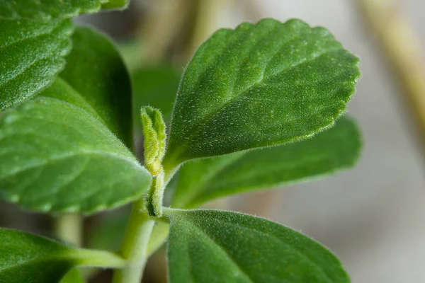 Plantar Boldo Planta Verde Com Poderes Medicinais — Fotografia de Stock