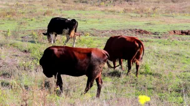 Cows grazing in the meadow — Stock Video